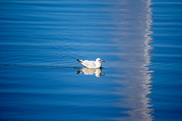 A seagull swims in the blue water. The bird swims in the lake on a summer day.