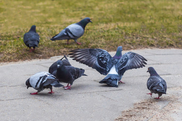 Obraz premium dove in city