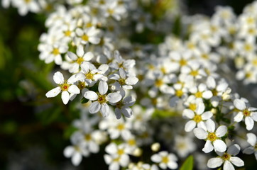 Kleine weiße Blüten im Frühling