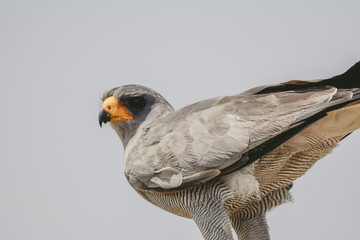 Bird in African