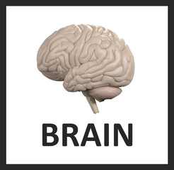 Brain infographic. Anatomical icon of brain on white background.3d Illustration.