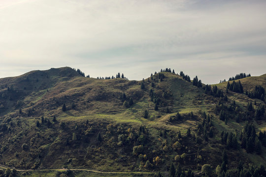 gr&uuml;ne Berge mit Nadelb&auml;ume 