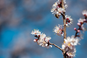 Blooming apricot closeup in spring at the background of the sky