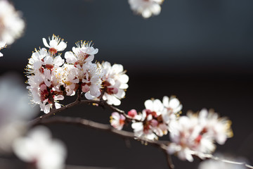 Blooming apricot closeup in spring