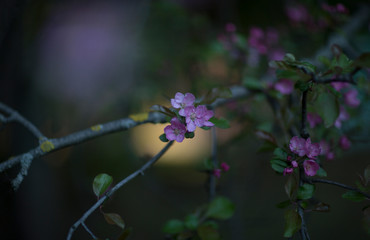 ranetka blooming in spring in the botanical garden of Moscow