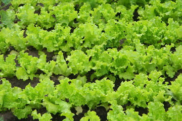 Juicy young leaves of lettuce in the garden