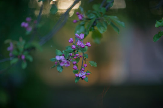 ranetka blooming in spring in the botanical garden of Moscow