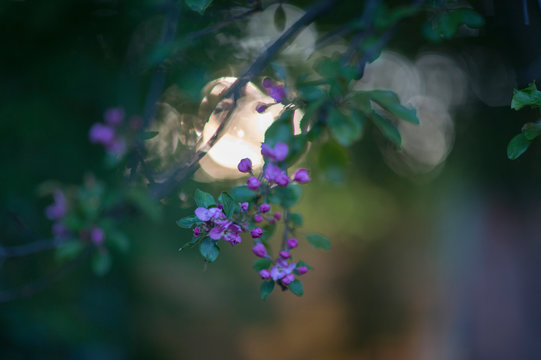 ranetka blooming in spring in the botanical garden of Moscow
