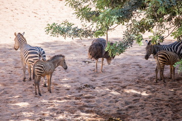 Fototapeta na wymiar Zebras in sabana Africa