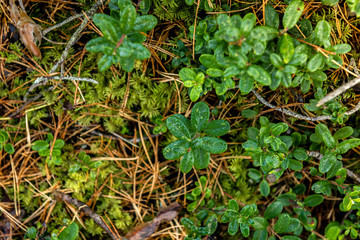 Cranberry bush without berries in forest.