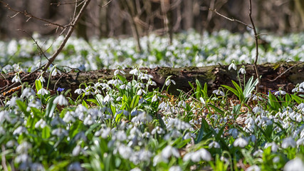 Galanthus nivalis or common snowdrop - meadow with blooming white flowers in early spring in the forest