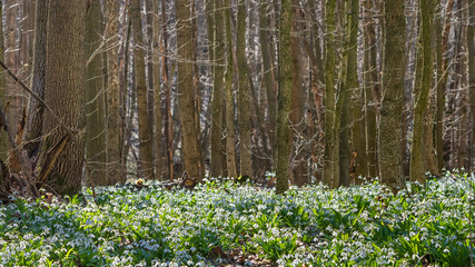 Galanthus nivalis or common snowdrop - meadow with blooming white flowers in early spring in the forest