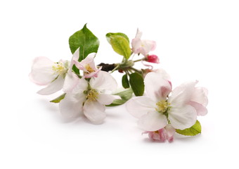 Blooming apple tree flowers on twig, isolated on white background