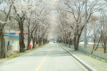 Fototapeta premium 벚꽃