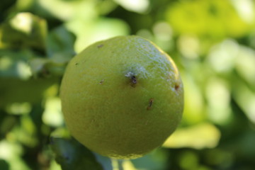 lemon on tree
