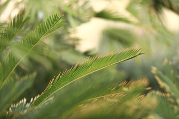 palm branch on natural green background