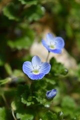 オオイヌフグリ～Veronica persica.