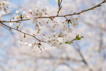 Fototapeta premium 벚꽃