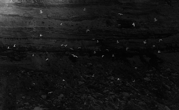 V&ouml;gel M&ouml;wen im Flug am Felsen