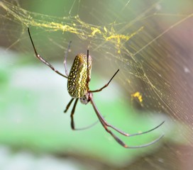 IGUAZU (naturaleza, aves, mamiferos, insectos, cascadas)
