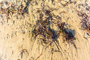 Beach sand and dry sea weed background