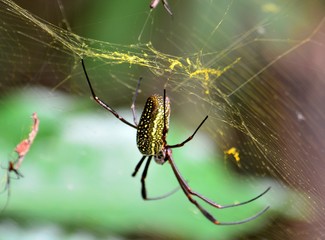 IGUAZU (naturaleza, aves, mamiferos, insectos, cascadas)