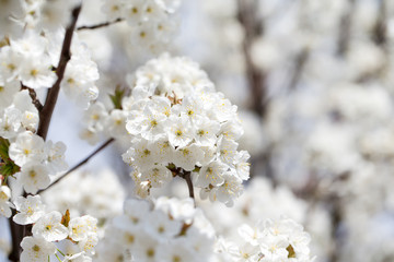Spring border background with blossom, close-up. Abstract floral spring background. Blossoms over blurred nature background