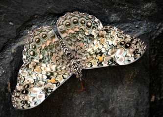 IGUAZU (naturaleza, aves, mamiferos, insectos, cascadas)