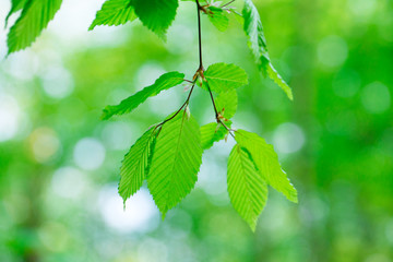 Fototapeta na wymiar green leaves on the summer forest