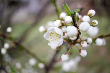 White Blossoms Against Sky At Sunrise. Spring Blooming. Orchards are blooming at springtime. Nature...