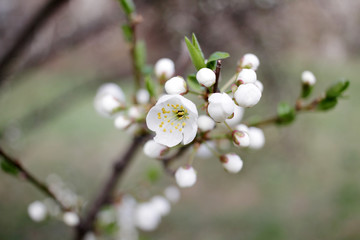 White Blossoms Against Sky At Sunrise. Spring Blooming. Orchards are blooming at springtime. Nature...