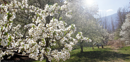White Blossoms Against Sky At Sunrise. Spring Blooming. Orchards are blooming at springtime. Nature...
