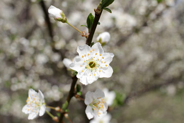 White Blossoms Against Sky At Sunrise. Spring Blooming. Orchards are blooming at springtime. Nature blossoms background texture. Floral pattern. Copy space. Natural wallpaper. Sun flare.