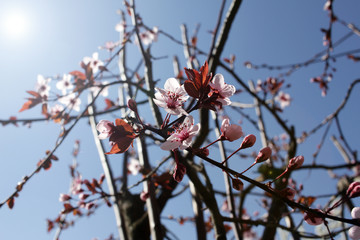 Japanese Cherry blossoms. Sakura or Prunus serrulata Kanzan. Sun flare. Flower wallpaper. Springtime.