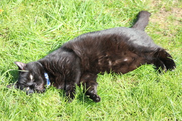 Black cat laying on the grass