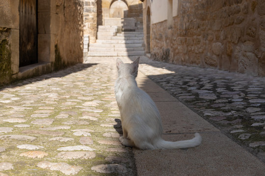 Wei&szlig;e Katze in Gasse von hinten