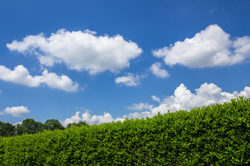 Green hedge