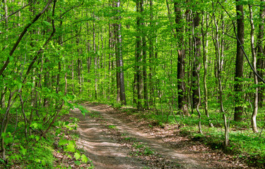 Fototapeta na wymiar Forest trees. Nature green wood sunlight backgrounds