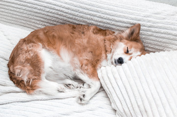 Portrait of a dog on a bed close-up. The dog is sleeping on the pillow.