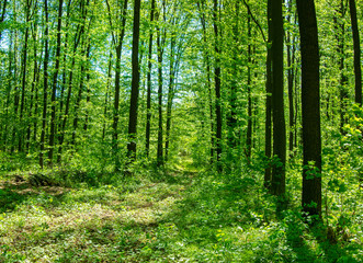 Plakat Forest trees. Nature green wood sunlight backgrounds