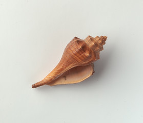 Seashells on the white background.