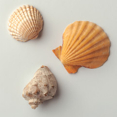 Seashells on the white background.