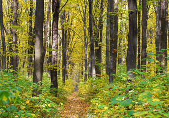Fototapeta premium Golden autumnal forest with sunbeams