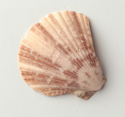 Seashells on the white background.