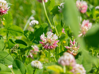 close up on a clover flower