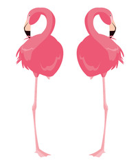 elegant flamingo birds couple