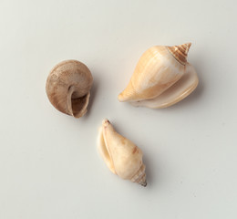 Seashells on the white background.