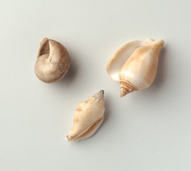 Seashells on the white background.