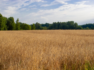 field covered with wheat, a beautiful summer landscape