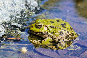 frog in a pond